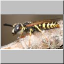 Philanthus triangulum - Bienenwolf m24.jpg